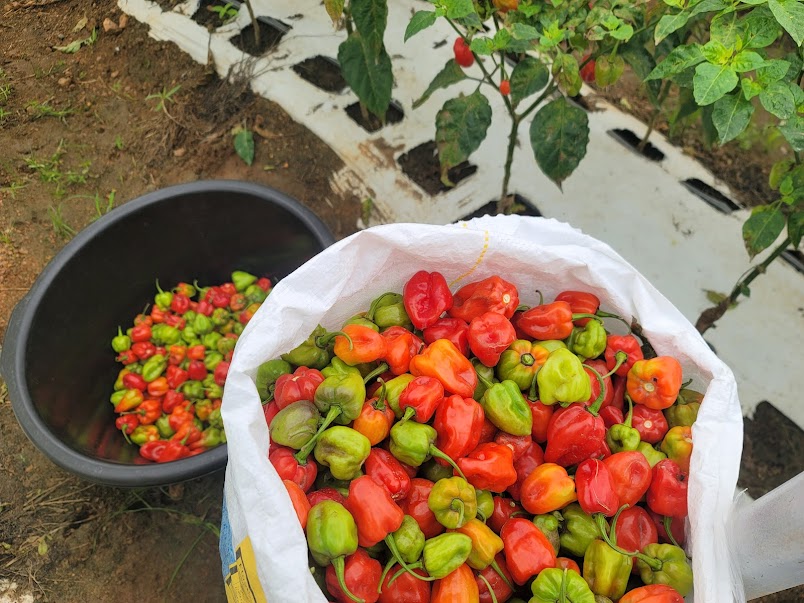 Premium Habanero Pepper